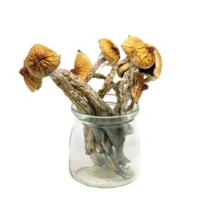 Mungus – Creeper Magic Mushrooms